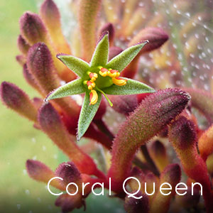 Photo of Coral Queen Kangaroo Paw flower